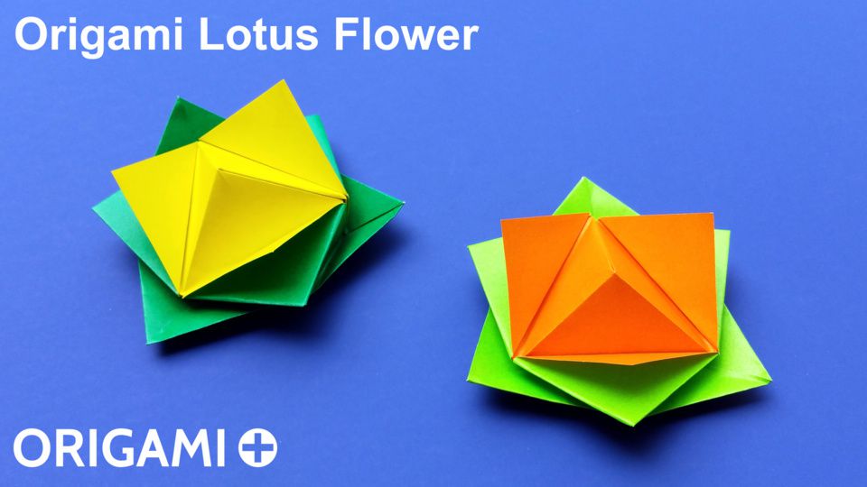 Lotus Flower