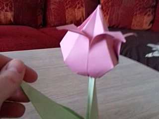 Pink paper tulip